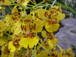 Orchids in the Botanical Garden 9