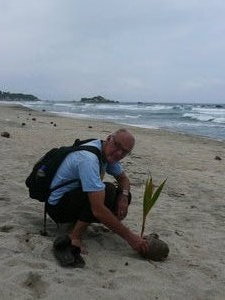 Germinating coconuts