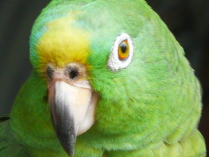 A parrot at Parque Nacional Taygona