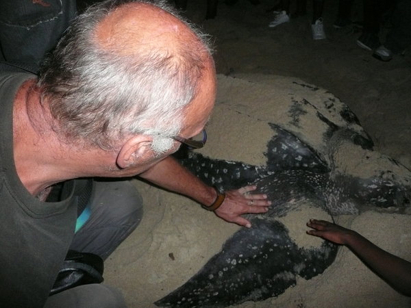 Near a Leatherback