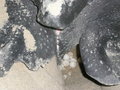 Eggs of the Leatherback turtle
