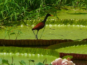 Bird on Victoria amazonica