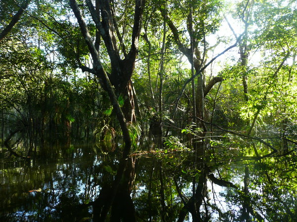 Flooded forest2