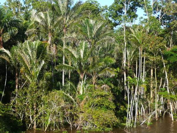 The shore of the Amazone