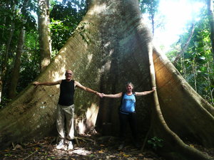 Ceiba Elephant tree