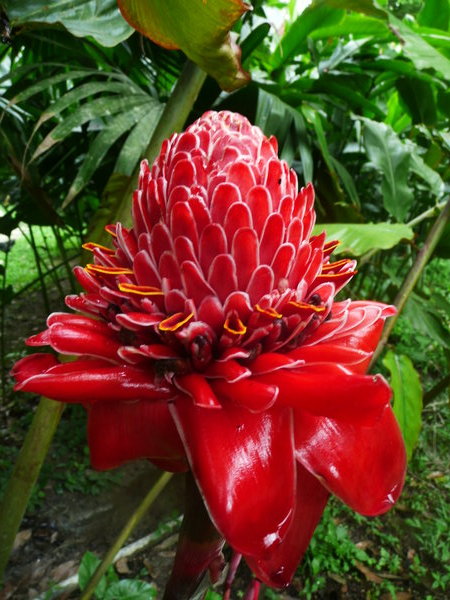 Flower in the Botanical Garden of Cartagena