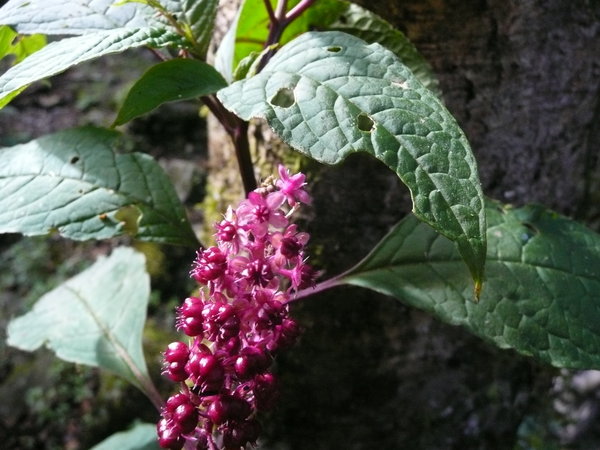Phytolacca bogotensis (cloudforest C.)