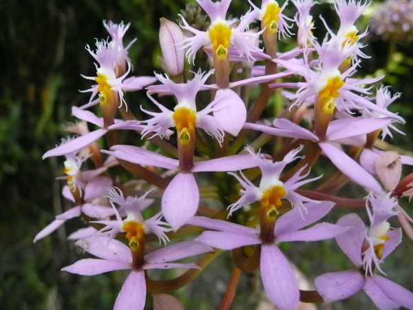Epidendrum arachnoglossum (Valley Cocora)