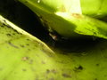 Salamander in Bromelia (Botanical garden Manizales' 