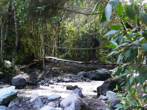 Bridge at the cloudforest near Cocora