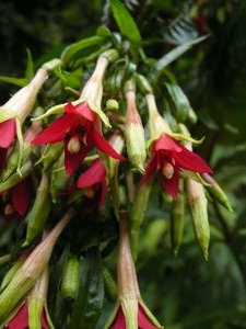 Fuchsia spec. (Valley Cocora)