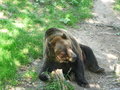 In Slowakije komen beren voor. Deze zat achter het hek.