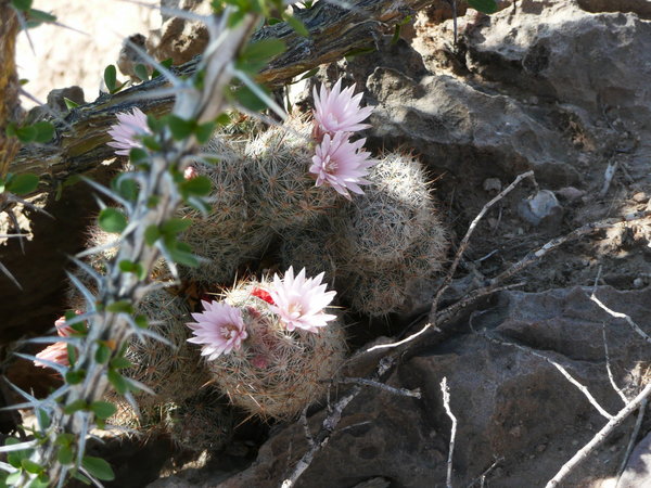 More cactus flowers