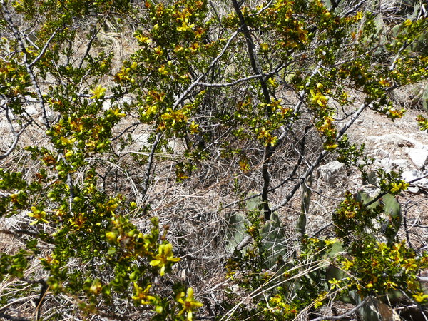 Creosote bush are specific for the Chihuahan desert. Sometimes they are older than 1000 years.