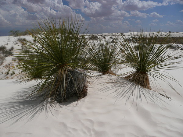 Soap Yucca's try to survive in the gypsum sands