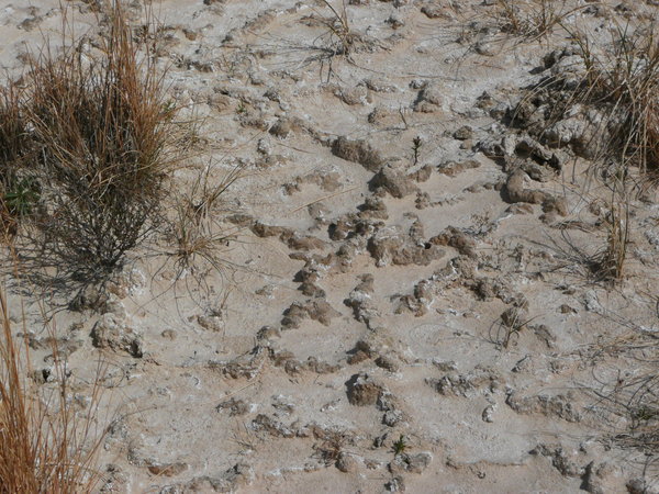 Cyanobacteria in the sand
