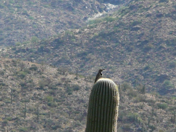 Gilded flicker on a Saguaro