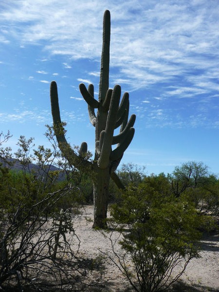 It takes 70 years before a Saguaro gets branches.