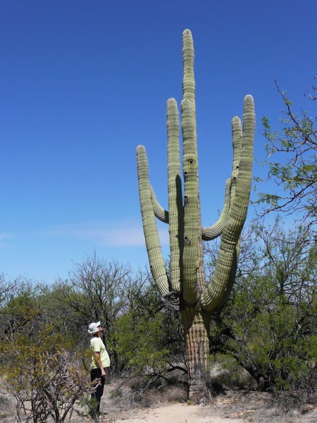 A big Saguaro