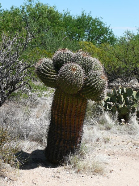 A mutant of the Saguaro
