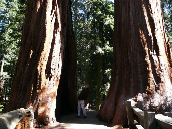 Big Sequoia's