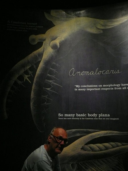 Anomalocaria was one of the strange products of the Cambrian explosion.