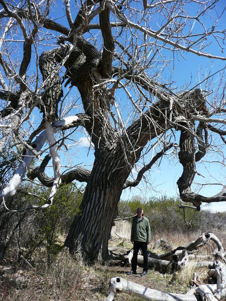 Old Cottontrees near the Red Deer River