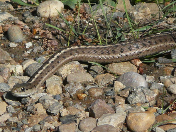 A snake at the campsite, but which species is it?