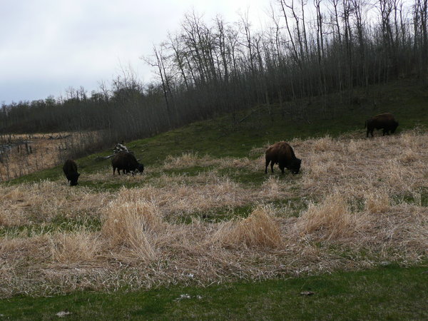 Bisons in Elk Island National Park