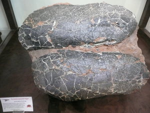 Eggs of carnivores (like Tyrannosaurs) are elongated.