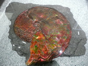 Ammolite, by a special mineralisation ammonites become like a precious gemstone.