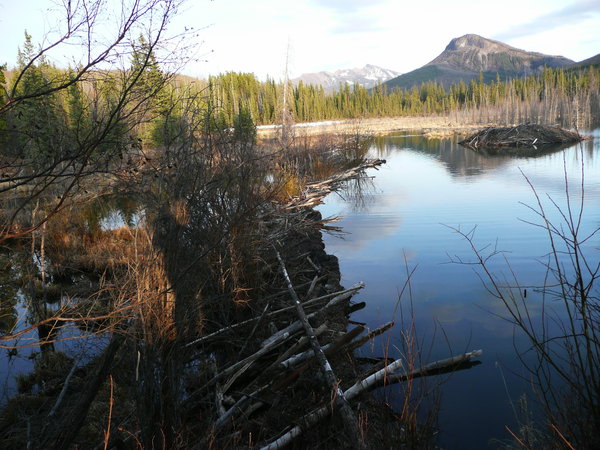 Beaverdam. The nest is on the background.