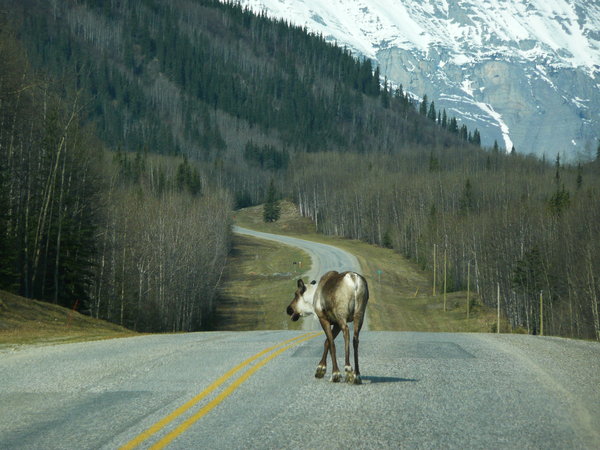Mooses on the road