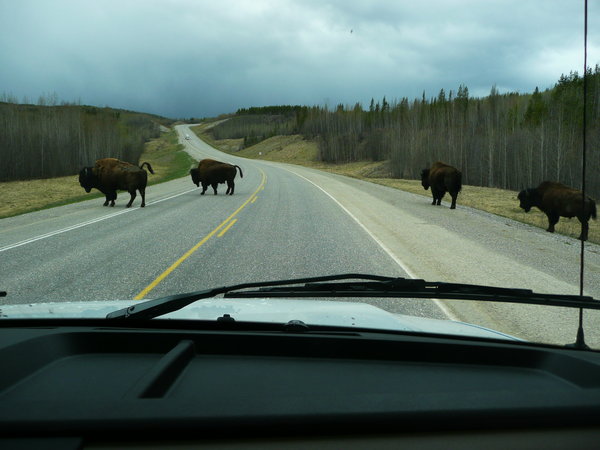 Bisons on the road
