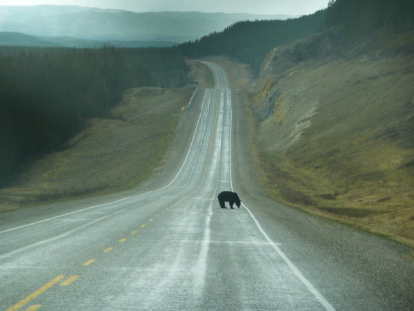 Bear on the road