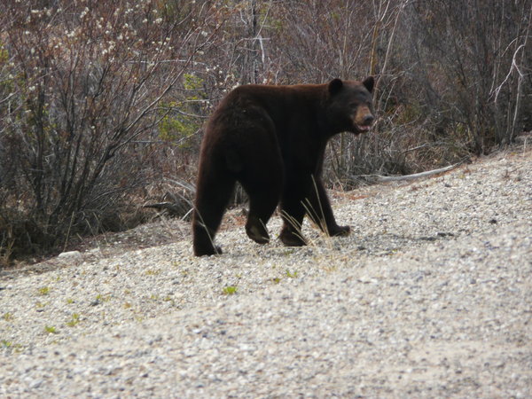 Grizzly bear along the Klondike Highway