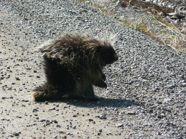 Porcupine along the Dempster Highway