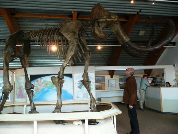 Mammuth found in Beringia