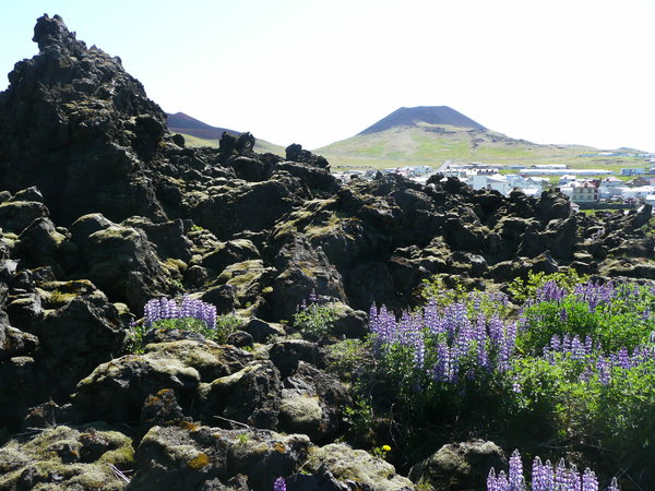 The volcano at Haimaey erupted in 1973. At the right site is the village. Left is lava, which covered the village. Bluebonnets grow on the lava.