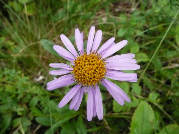 Finally we found the Aster we were looking for.