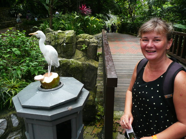 One of the many egrets in the birdcage of KL