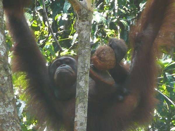 Orang-utan in the forest