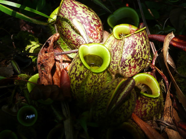 Pitcherplant (Nephentes ampullaria)