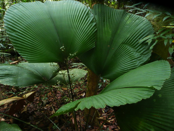Palm (Kubah NP)