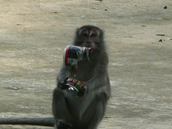 Macaques like cola