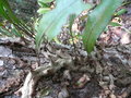 Ant fern(Phymatodes sinuosa)?