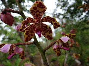 Orchid (Puklau Gam)