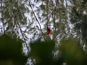 Endemic lorikeet in Casuaris tree