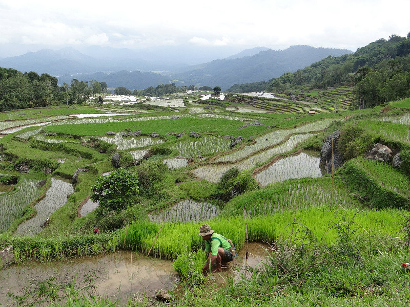 Rice paddies (Tana Toraja)