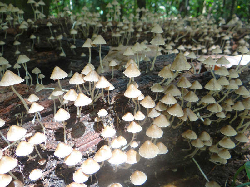 Mushrooms like Derwisjes